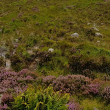 Visiting Scotland with Särmä