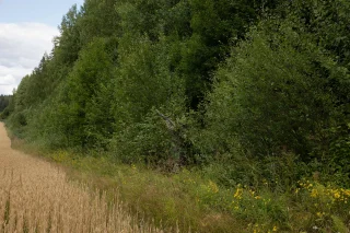 Naamioarvoa saa parannettua esimerkiksi kiinnittämällä naamioviittaan luonnon omia antimia kumilenkkien avulla.